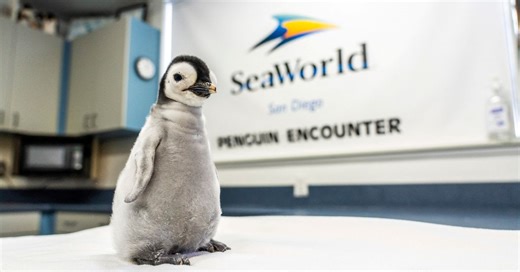 In a rarity, emperor penguin chick hatches at Sea World San Diego