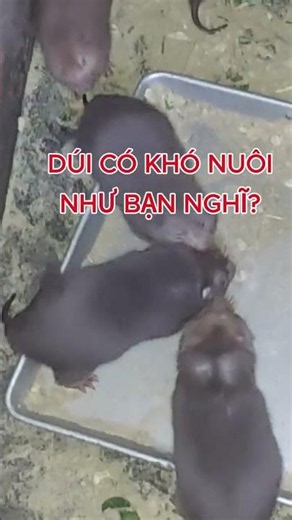 Nuôi Dúi có khó không? #fruit #farming #lamvuon #nuoidui