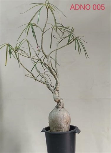 AHEAD Thailand Adenium Nova Somalense (ADNO005): The Spherical Gem, A Study in Elegance #Adenium