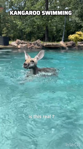 2.5K views · 67 reactions | Kangaroo swimming like a pro | My Discovery Lens | Facebook