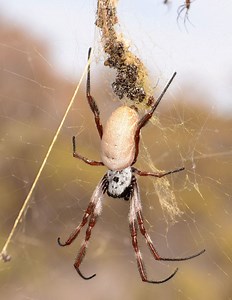 Nephila edulis - Alchetron, The Free Social Encyclopedia