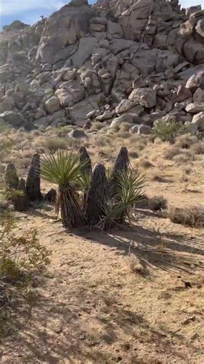 Joshua-Tree-Nationalpark, California