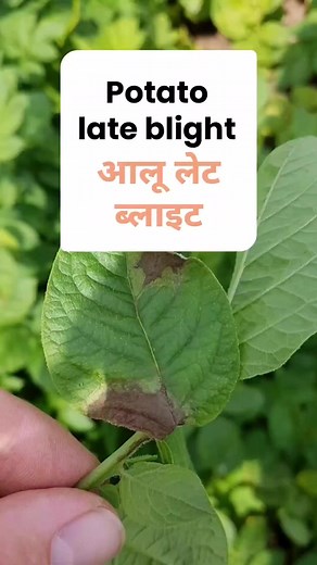 4.4K views · 14 reactions | ❗ Potato late blight ❗ 3,455 farmers...