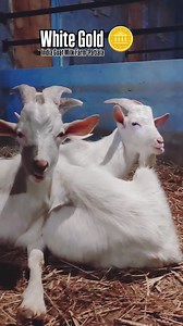 1.7K views · 134 reactions | Advantages of Saanen Goat The Saanen goat is a dairy breed (milk). ... The feed conversion ratio (FCR) of the Saanen goat breed is very high. Saanen goat milk has a high fat and protein level. ... The mature Saanen goat can weigh up to 80 kg (adult male) and 65 kg (adult female) (adult female). #saanen #india #punjab #goatmilk #Patiaal #india.gmf | India Goat's Milk Farm | Facebook