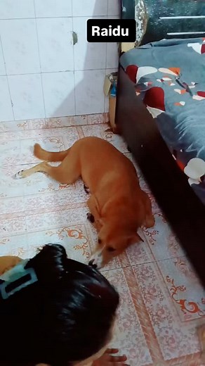 #comedy #comedy | Ramvilas Verma