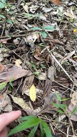 7.4K views · 215 reactions | Some frogs are clumsier than others....