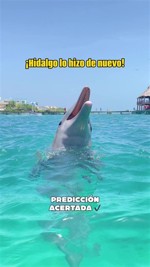 Hidalgo delfín predice: acierta la predicción EEUU vs Paraguay
