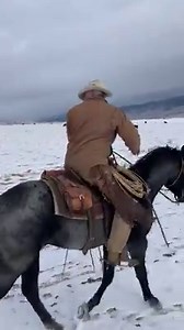 Took our 2 year-old Stallion out for his second ride outside the round pen today. Checked cows and introduced him to wheel tracks. Great ride, great disposition, and a desire to learn. He is going to be a fun project. Will be standing this spring. 16.2h | Rocking M Quarter Horses