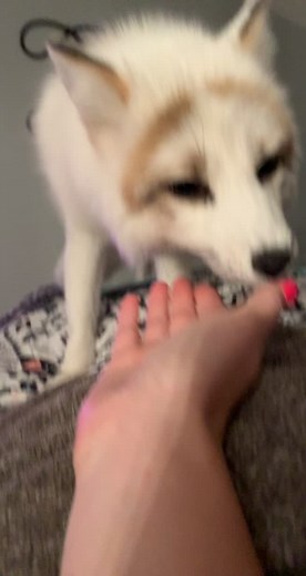 I bites you then I give you kisses 😂 #fox #foxtok #viral