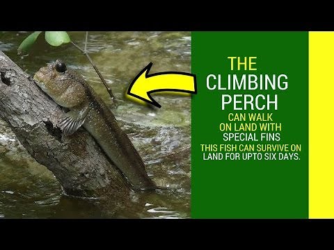 Climbing Perch fish breeding Fcats about climbing perch climbing tree