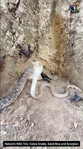 Nature's Wild Trio: Cobra Snake, Sand Boa and Scorpion #snake #wildliferescue #cobra #wildlife