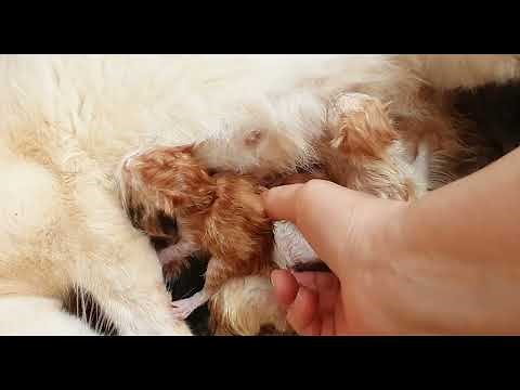 1 Day Old Kittens: First Attempts at Nursing