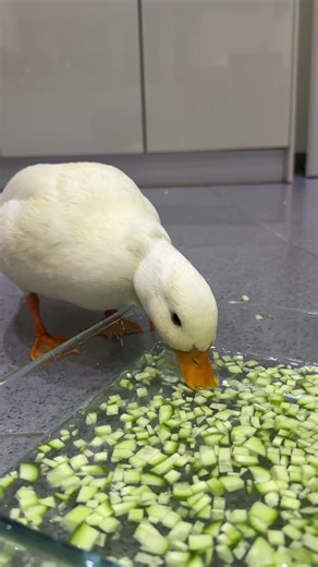 Cute Duck Eating Cucumbers: A Delightful Moment