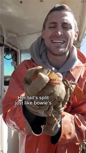 Catching A RARE Blue & Orange Lobster