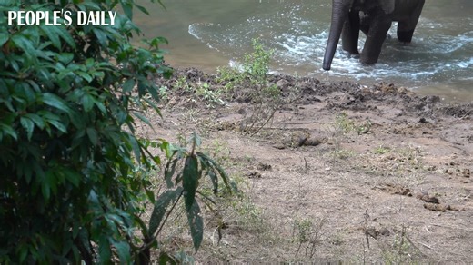A mischievous baby #Asianelephant acts like a real child as it runs away while being asked to follow the herd to the river at Xishuangbanna Wild Elephant Valley in southwest China's Yunnan. #animallover | People's Daily, China