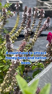 37 reactions | African blue basil (Ocimum kilimandscharicum × basilicum ‘Dark Opal’)is a hybrid basil variety, a cross between camphor basil and dark opal basil. It is one of a few types of basil that are perennial. African blue basil plants are sterile, unable to produce seeds of their own, and can only be propagated by cuttings. #africanbluebasil #pollinators #pollinatorgarden #beegarden #bumblebee #beelover #basil #permaculture | plantsages | Facebook