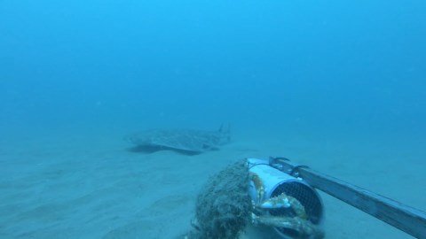 Underwater camera captures rare footage of critically endangered shark