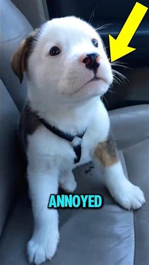 What REALLY Causes Hiccups 😱