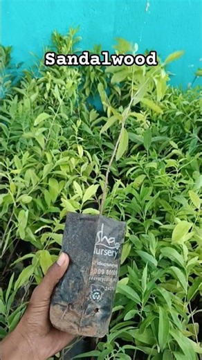 Sandalwood planting🌳 tips#agriculture #farming .
