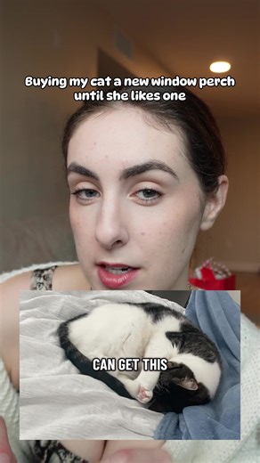 Tips to Get Your Cat to Use a New Window Perch