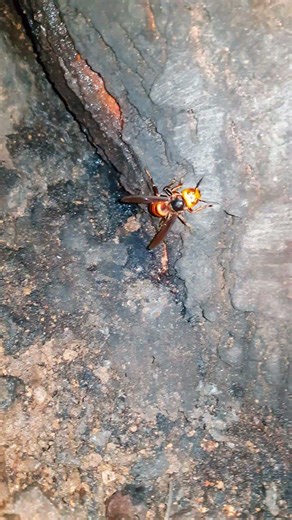 장수말벌 オオスズメバチ Asian Giant Hornet #말벌 #スズメバチ #hornet