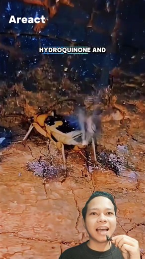 The Beetle That Shoots Explosions From Its Body! #animalfacts #uniquefacts