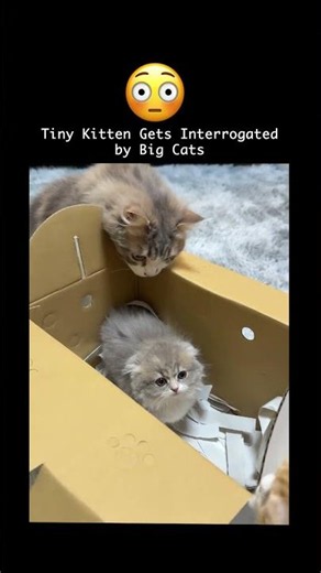 New Kitten Gets the Full Cat Inspection