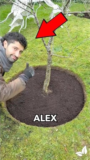 From Messy Base to Clean Tree (Credit: @alexandersgardening)