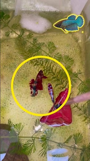 Betta fish breeding.🌸🪴❤💛||betta fish laying eggs.🤗🥰😇