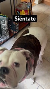 ‘Sit down’ in Spanish - Siéntate