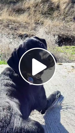 Yance - Shed Hunting - Black Labs #lab #shedhunting  #blacklab #lablife #stayhumble #dyingbreed #3crossesranch #idaholife #cowboys #sturgillsimpson - NewsBreak