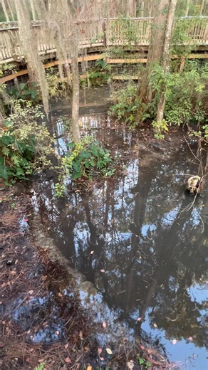 1.8K views | Okefenokee Swamp Park | Waycross and Ware County Georgia Happenings | Facebook