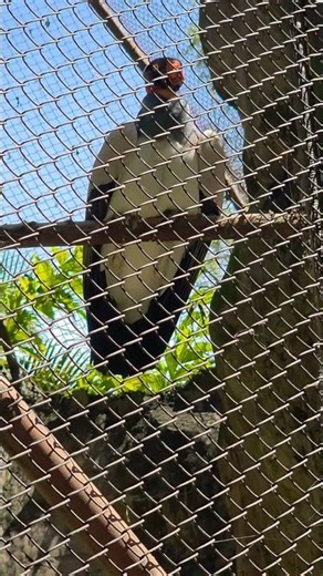 Conocías El Rey Zope #viral #rey #zope