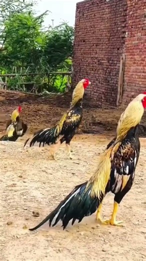 java aseel murga