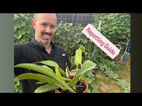How to Repot a Cattleya Orchid (Step-by-Step Care Guide)