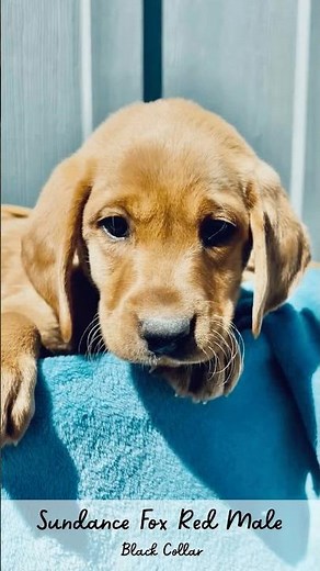 This puppy has found his family. Want to welcome a Lab puppy into your ❤️ & home? Contact MMKennels