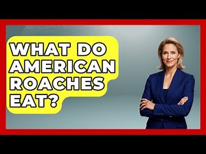 What Do American Roaches Eat? - Insects and Invaders