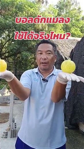 Do insect traps actually work and are they worth the money? #insecttraps #fruitflies #mushroomcul...