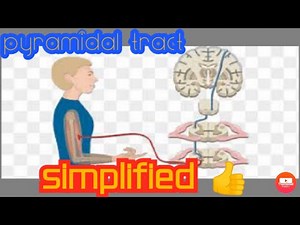 Pyramidal tract explained simplified..