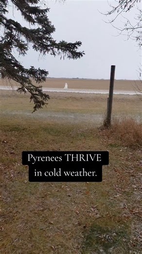 Ali on Instagram: "Every midwest farm needs one! If I had to do it again I wouldnt have 2 female Pyrenees (female pyrenees or anatolians are usually better working dogs and often compete to be alpha over males even). We had a hard year of rotating our girls until they stopped trying to off each other. I am glad we stuck with it though because the dynamic we have now is perfect. #greatpyrenees #livestockguardiandog #workingdog #farmlife #fyp"