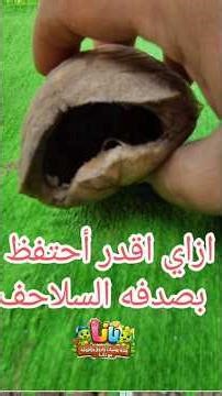 How can I preserve a turtle's shell after it dies?