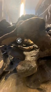 Increible! E.T. is a gorgeous #Camarasaurus skeleton collected from the Howe-Stephens Upper Jurassic Morrison Formation of Wyoming. Original specimen number SMA 0002, tis now NMZ 1000002. Wiersma and Sander 2017 published on the dentition of this skull. Spectacularly preserved teeth and with the famous enamel wrinkling as well as bits of soft tissue that today cover the teeth’s lower portions. I’ve always wondered if such skin impression is actual lip evidence, or if it was skin that moved after