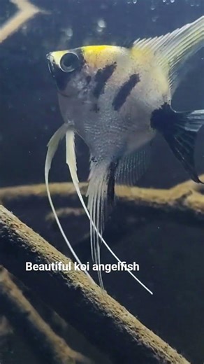 koi Angelfish #aquariumsetup #feeds #aquarium #fishkeepinghobby