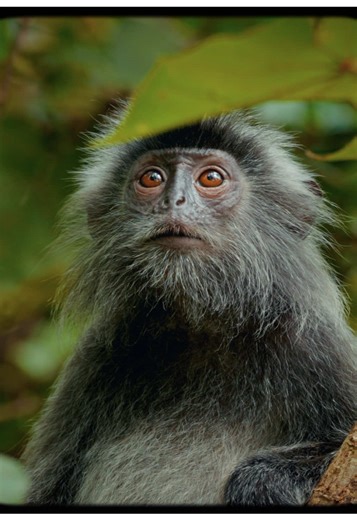 Exploring Borneo: A Contiki Rainforest Adventure