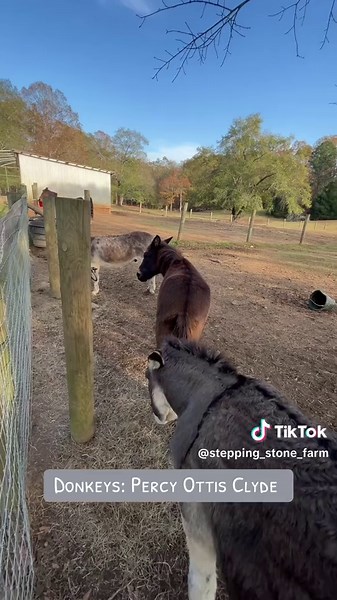 Welcome to SSF tiktok! who do u want to see featured next?