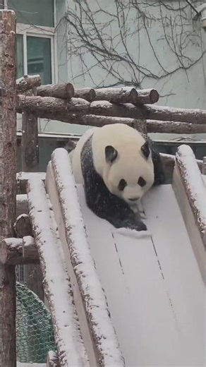 Panda slide moment: Transforms into a snowplow—snow slide spotless in seconds! #panda #funny