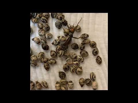 Spiny Leaf Insect nymph emerging