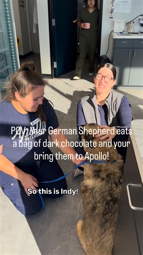 Think fast: your 70lb German Shepherd eats a whole bag of dark chocolate! What should you do? Indy’s owners brought her to Apollo Vet the moment they noticed Indy helped herself to this forbidden treat! We were able to induce vomiting and keep an eye on this sweet girl during the day, and she went home with her loving family yesterday afternoon! #chocolatetoxicity #petparent #vetmed #veterinarian #dvm #apollovet #veterinarymedicine #vettech | Apollo Veterinary