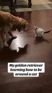 ‘Don’t punch the cat’ ‘ok mom’ *gets punched by cat* 🥹❤️ | Animal Memes