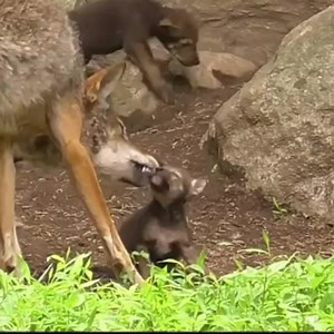 791K views · 72K reactions | Wolves are kind. Wolves are loving. Wolves are compassionate. Be like a wolf  | Wolf Conservation Center | Facebook